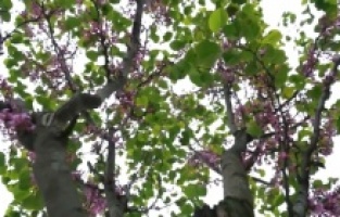 Osmangazi erguvan çiçekleri ile renklenecek